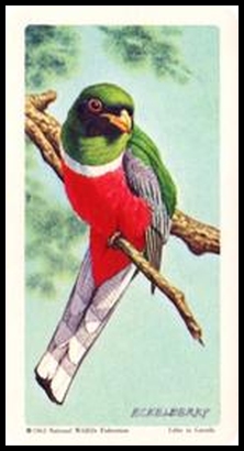 20 Coppery Tailed Trogon